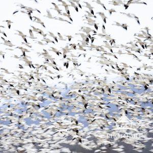 Flurry of Snow Geese in motion against winter landscape in blue at Middle Creek, Pennsylvania.