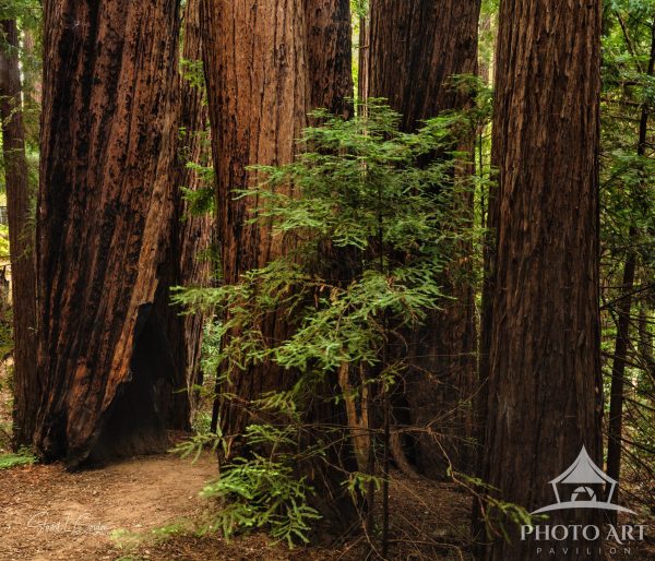 Coastal redwood grove, Big Sur, California. The coastal redwoods are the tallest in the world, often