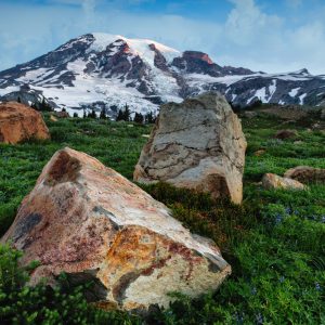 Mt. Rainier has more glaciers on its slopes than all the other mountains of the Cascade Range