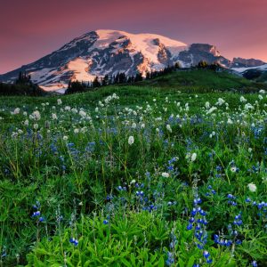 A wildflower meadow on the south slope of Mt. Rainier at dawn.