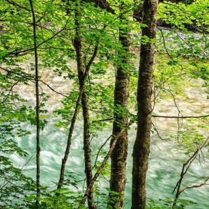 The Ohanapecosh River runs through Mt. Rainier National Park, Washington, USA.