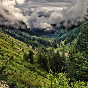 Morning cloud cover hovers over Stevens Canyon, Mt. Rainier National Park, Washington, USA.