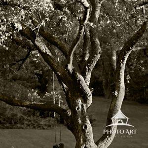 The Old Swing 51 The old tree holds a swing that held many generations who lived in the ancient house.