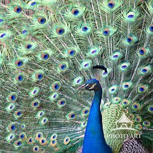 Peacock 3 The plumage makes the peacock a unique bird after whom even human beings have been labeled.