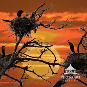 Family 23 This is a whimsical digital rendering of a cormorant family all waking at the same time in the