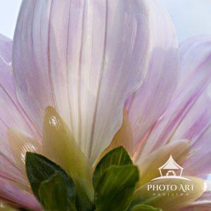 Dahlia Turned 58 The dahlia is such a magnificent flowers it can be viewed from any angle.