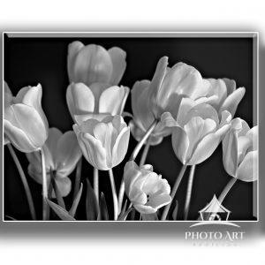 Tulip Triptych 78 Tulips are beautiful and artistic when seen in monochrome and several hues side by side.