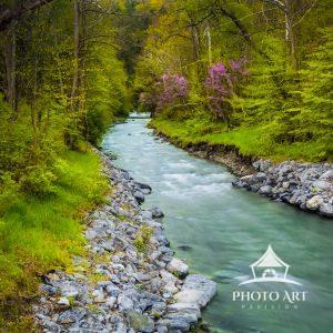 Elements (New York, USA) 94 A fast-flowing stream divides a healthy, lush environment in Ithaca, New York. A painterly