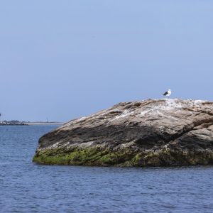 Lone Seagull on it's favorite perch overlooking the Orient Light