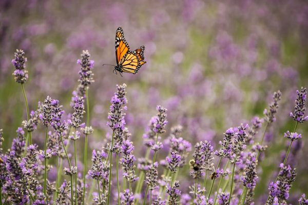 A monarch butterfly flying through a lavender field.