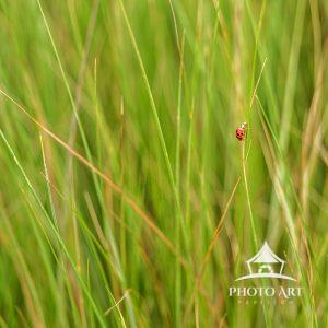 Little Lady 6 Red little ladybug gripped onto some beach grass. Color photograph.