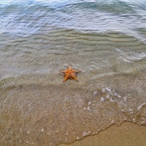 Lone starfish on the beach of Bocas del Toro, Panama