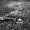 Pepito the Parrot 5 Rare Mealy Amazon Parrot taking a walk in the grass.