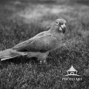Pepito 20 Rare Mealy Amazon Parrot taking a walk in the grass.