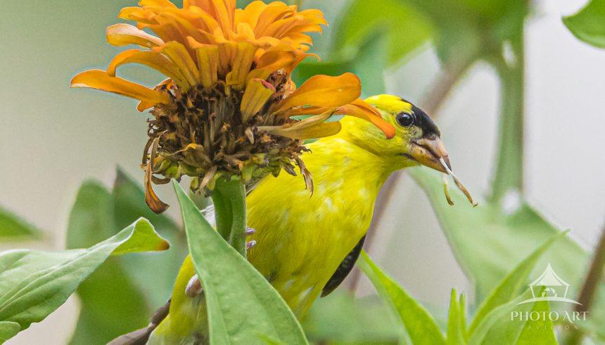 American Goldfinch pulling withered zinnia petals to get at the seeds beneath.