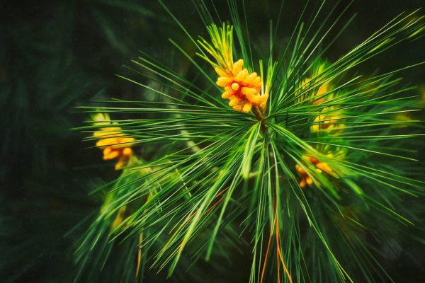 The budding acorns of a pine tree.