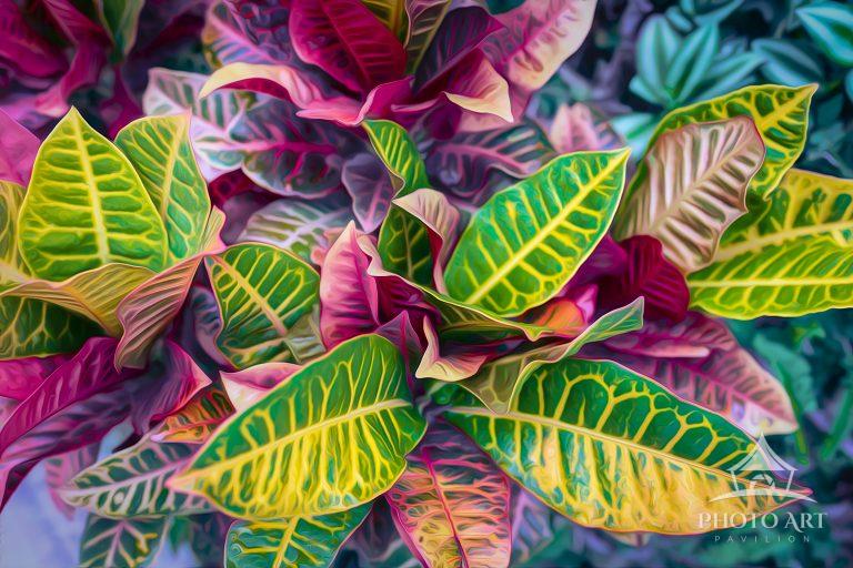 A whimsical depiction of a Croton plant.