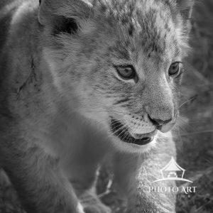 Cutie Pie Lion Cub Close Up 6 Adorable close up of a tiny lion cub in black and white at Maasai Mara, Kenya.