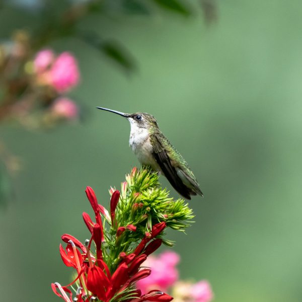 Ruby-Throated Hummingbird enjoying the sweetness of the gardens.