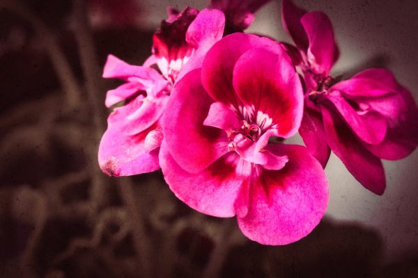 Pink geraniums from my neighbor's display.
