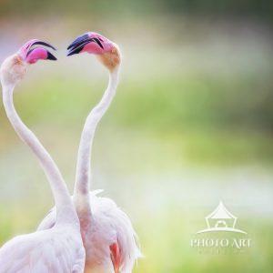 Fun With Flamingos 26 Two Flamingos face off to each other against lush background at Amboseli, Kenya.
