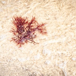 The colors of the red seaweed caught my eye against the light-colored sand. Love how the ripples of