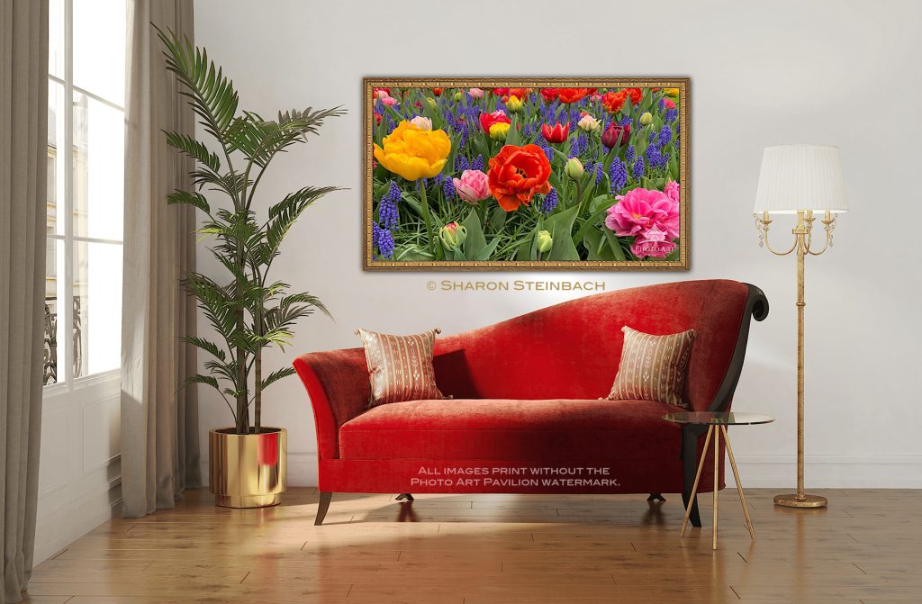 Tulip Garden S Steinbach
