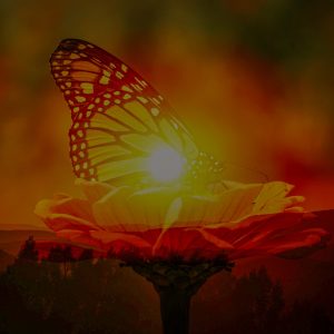 Blending of two of my photos. A Sedona , Arizona sunset and monarch butterfly resting in a flower at