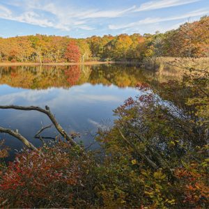 Reelections and  color on Sanctuary Pond.  Mashomack Nature Preserve, Shelter Island, NY