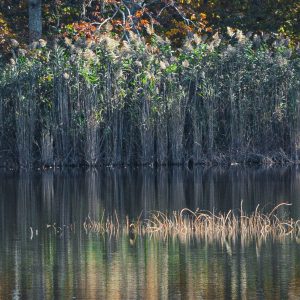 Ferns standing tall at the edge of a pond in Mashomack Preserve on Shelter Island, NY