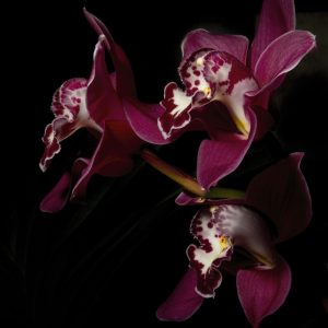 Orchid trio