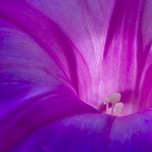 A Morning Glory backlit by a sunrise
