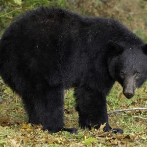 Black Bear Sow 1