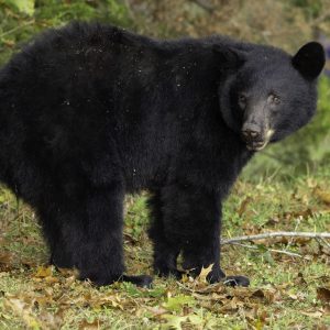 Black Bear in Cades Cove