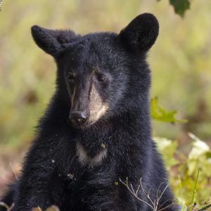 Pensive Bear Cub