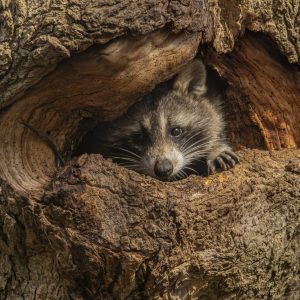 Racoon Hole