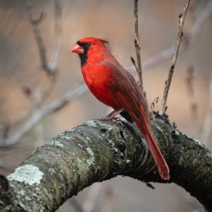 A handsome male Cardinal bringing a calm & peaceful energy with him.