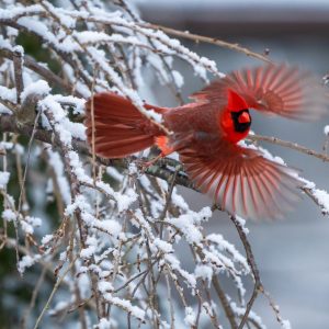 Male cardinal flying to the next feeder after the snow.