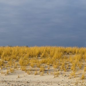 "Please Keep off the Dunes" says it all. Our fragile dunes are all that protects Fire Island,