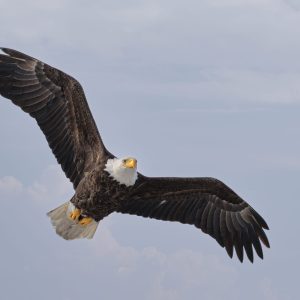 Bald Eagle passes overhead.  Their wingspan is always so impressive.