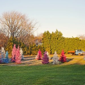 Pretty colorful trees in Southold, NY.