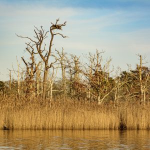 An empty nest, probably an Osprey along the Connetquot River.