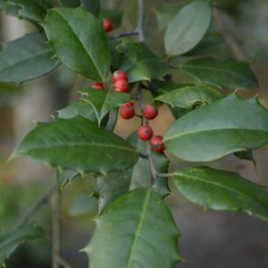 A Holly bush and Berrys.