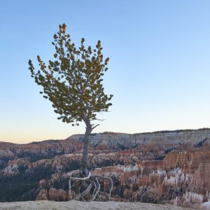 Survival of the fittest in an arid, windswept mountainous terrain does not leave many alive.
