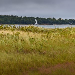 Crusing Along The Peconic River 31 This was taken while exploring Mashomack Preserve on Shelter Island overlooking the Peconic River.