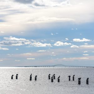 I was capturing the bridge but didn't realize the pillars were all occupied with large black sea