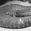Aruba Island Rattlesnake 15 I like the texture of this rattlesnake.