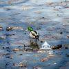 On top of the frozen lake. 34 This duck enjoy the ice on this lake.