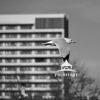 Flying by the building B&W 33 I like the capture of this bird with the building in the background.