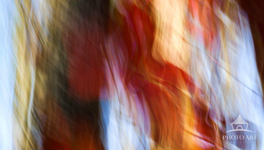 Moving my lens close I capture the magic of the Virginia creeper entwining its autumn dance,